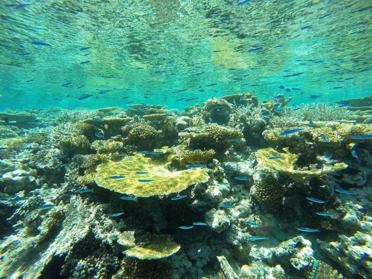 Koimala Beach Ukulhas Eksteriør bilde